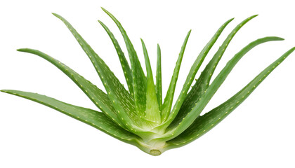 Obraz premium Aloe vera plant with vibrant green leaves, known for its medicinal and skin healing properties, perfect for wellness and nature themes.