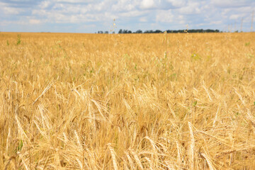 a field of wheat with ripe ears of wheat in sunny day