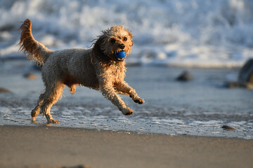Dog Poodle Playing With Ball On Beach Ocean