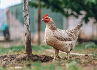 Chicken pictured in the backyard of a farm where it lives in freedom.