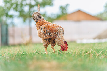 Rooster pecking and eating from the grass in the backyard of a farm