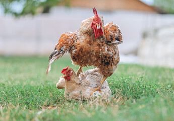 Rooster mating a chicken during a process called cloacal kiss