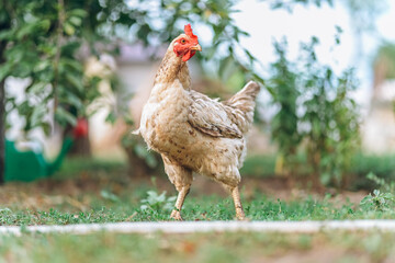 Chicken living free at countryside