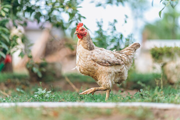 Chicken living free at countryside