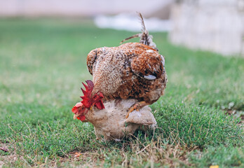 Rooster mating a chicken. Cloacal kiss