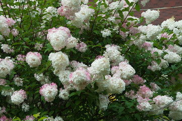 Bush of white and pink abundantly blooming hydrangea