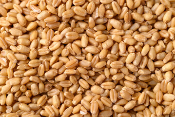 Whole wheat grain texture background, Food ingredient, Top view