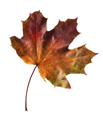 Beautiful bright colorful autumn  leaves falling in the air isolated on white background. Zero gravity or levitation autumn conception. High resolution image.