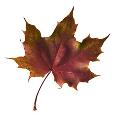 Beautiful bright colorful autumn  leaves falling in the air isolated on white background. Zero gravity or levitation autumn conception. High resolution image.