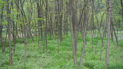 Obraz premium forest in spring