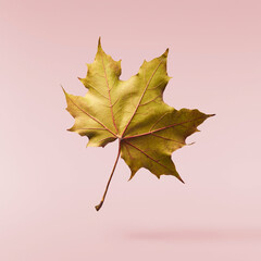 Beautiful bright colorful autumn  leaves falling in the air isolated on pink background. Zero gravity or levitation autumn conception. High resolution image.