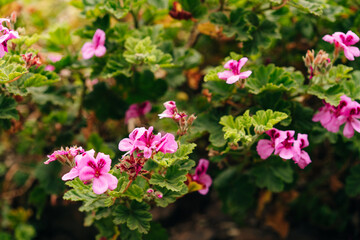 palargonium. Plants from South Africa and Australia.. Blooming flower.