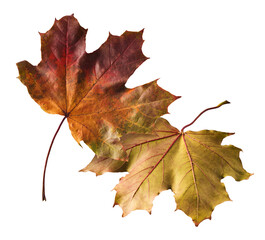 Beautiful bright colorful autumn  leaves falling in the air isolated on white background. Zero gravity or levitation autumn conception. High resolution image.