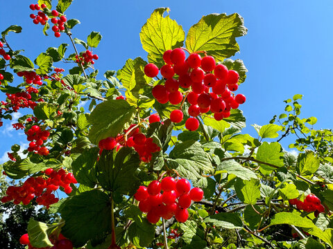Viburnum bush with red berries. The fruits are used in medicine.