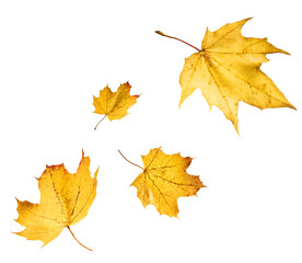 Beautiful bright colorful autumn  leaves falling in the air isolated on white background. Zero gravity or levitation autumn conception. High resolution image.