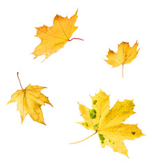 Beautiful bright colorful autumn  leaves falling in the air isolated on white background. Zero gravity or levitation autumn conception. High resolution image.