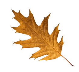 Fototapeta premium Beautiful bright colorful autumn leaves falling in the air isolated on white background. Zero gravity or levitation autumn conception. High resolution image.