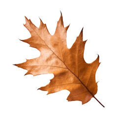 Beautiful bright colorful autumn  leaves falling in the air isolated on white background. Zero gravity or levitation autumn conception. High resolution image.