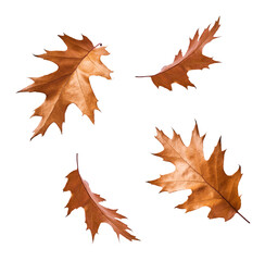 Beautiful bright colorful autumn  leaves falling in the air isolated on white background. Zero gravity or levitation autumn conception. High resolution image.