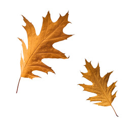 Beautiful bright colorful autumn  leaves falling in the air isolated on white background. Zero gravity or levitation autumn conception. High resolution image.