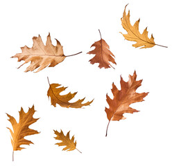 Obraz premium Beautiful bright colorful autumn leaves falling in the air isolated on white background. Zero gravity or levitation autumn conception. High resolution image.