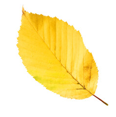 Beautiful bright colorful autumn  leaves falling in the air isolated on white background. Zero gravity or levitation autumn conception. High resolution image.