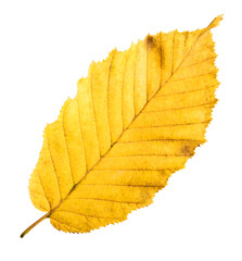 Beautiful bright colorful autumn  leaves falling in the air isolated on white background. Zero gravity or levitation autumn conception. High resolution image.