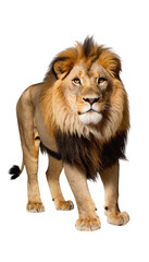 The lion. Generative AI illustration PNG