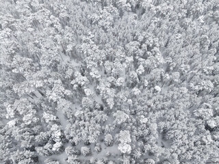 Forest covered with snow. Top view.