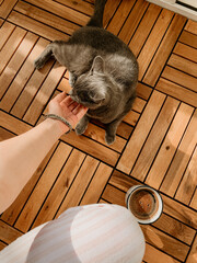 A man is stroking a grey cat that is lying on a wooden floor.