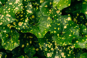 Farfugium spotty dotty foliage plant