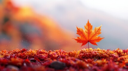 Vibrant Mountain Maple Leaf Field on White Background