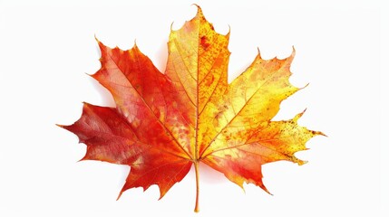 Obraz premium Vibrant Southern Sugar Maple Leaf Field on White Background