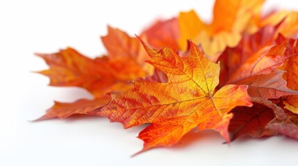 Fototapeta premium Vibrant Canyon Maple Leaf Field on White Background