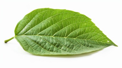 Obraz premium Vibrant Catalpa Leaf Field on White Background