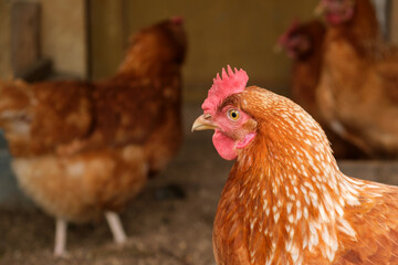 Brown hen in chicken coop among other chickens on the background close-up