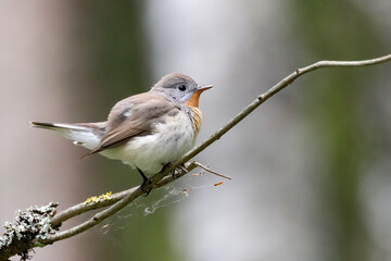 Red-breasted Flycatcher