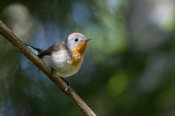Red-breasted Flycatcher