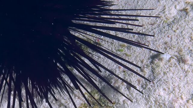 Close-up of a Black sea urchin crawling along the sandy bottom.