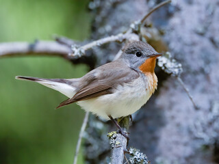 Red-breasted Flycatcher
