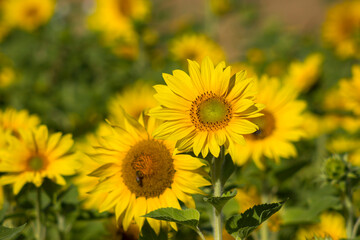 Fototapeta premium Sunflowers (helianthus) in a field