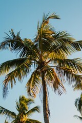 Palm Tree Leaves Against Blue Sky