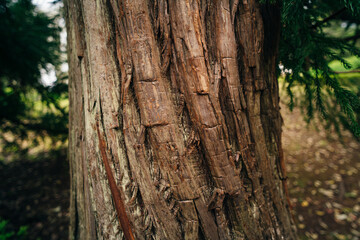  texture in the bark of a cryptomeria japonica elegans