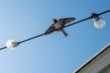 bird on a wire