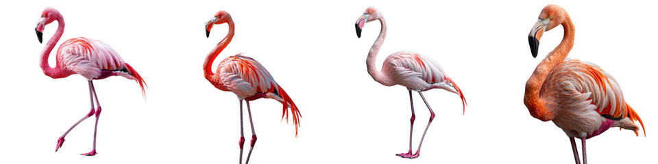 Obraz premium Flamingo bird isolated on a transparent background - Featuring its striking pink feathers, long legs, and elegant posture - Clean and detailed composition with soft, even lighting - Studio photography
