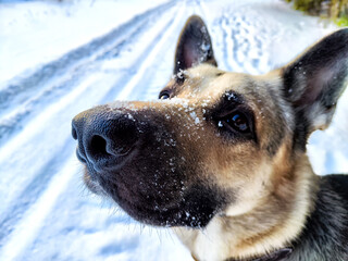 Dog German Shepherd in a winter day, white snow around. Waiting eastern European dog veo in park or forest
