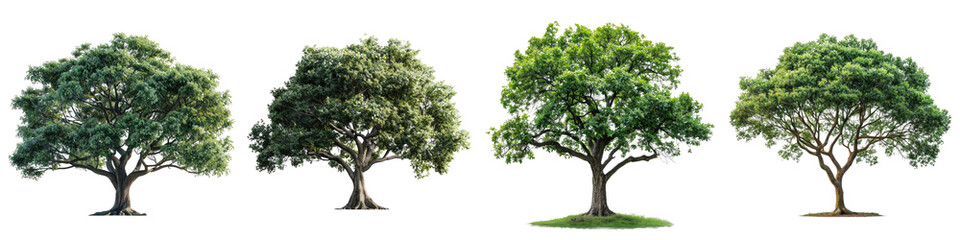 Obraz premium Ash tree isolated on a transparent background - Featuring a mature ash tree with a full canopy and distinctive leaf shape - Clean and detailed composition with soft, even lighting - Studio photography