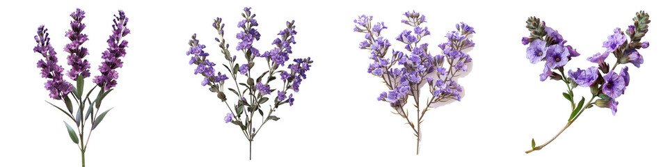 Fototapeta premium A beautiful statice flower with delicate purple blooms, isolated on a transparent background - Capturing the elegance and simplicity of the flower 