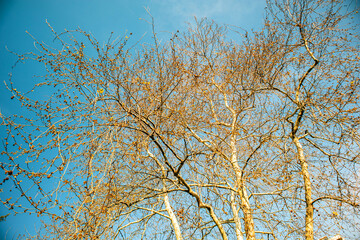 branches against blue sky