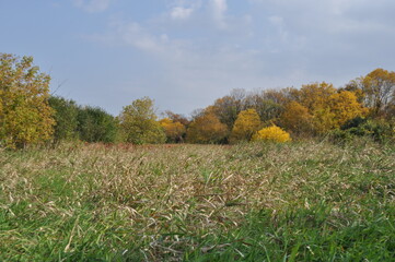 Meadow in the Fall